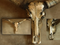 waterbuffel-schedel-op-wandpaneel-blond-goud