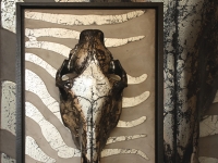 wandpaneel-zebra-schedel-special-maat-50x75cm-met-baklijst